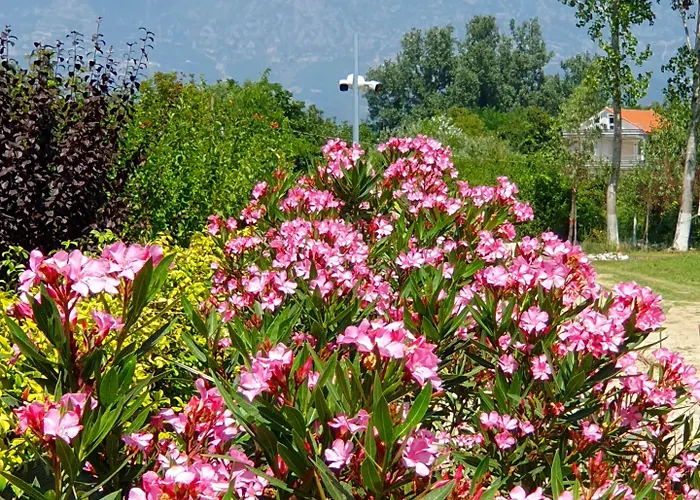 Nerium Garden Tirana Airport Rinas